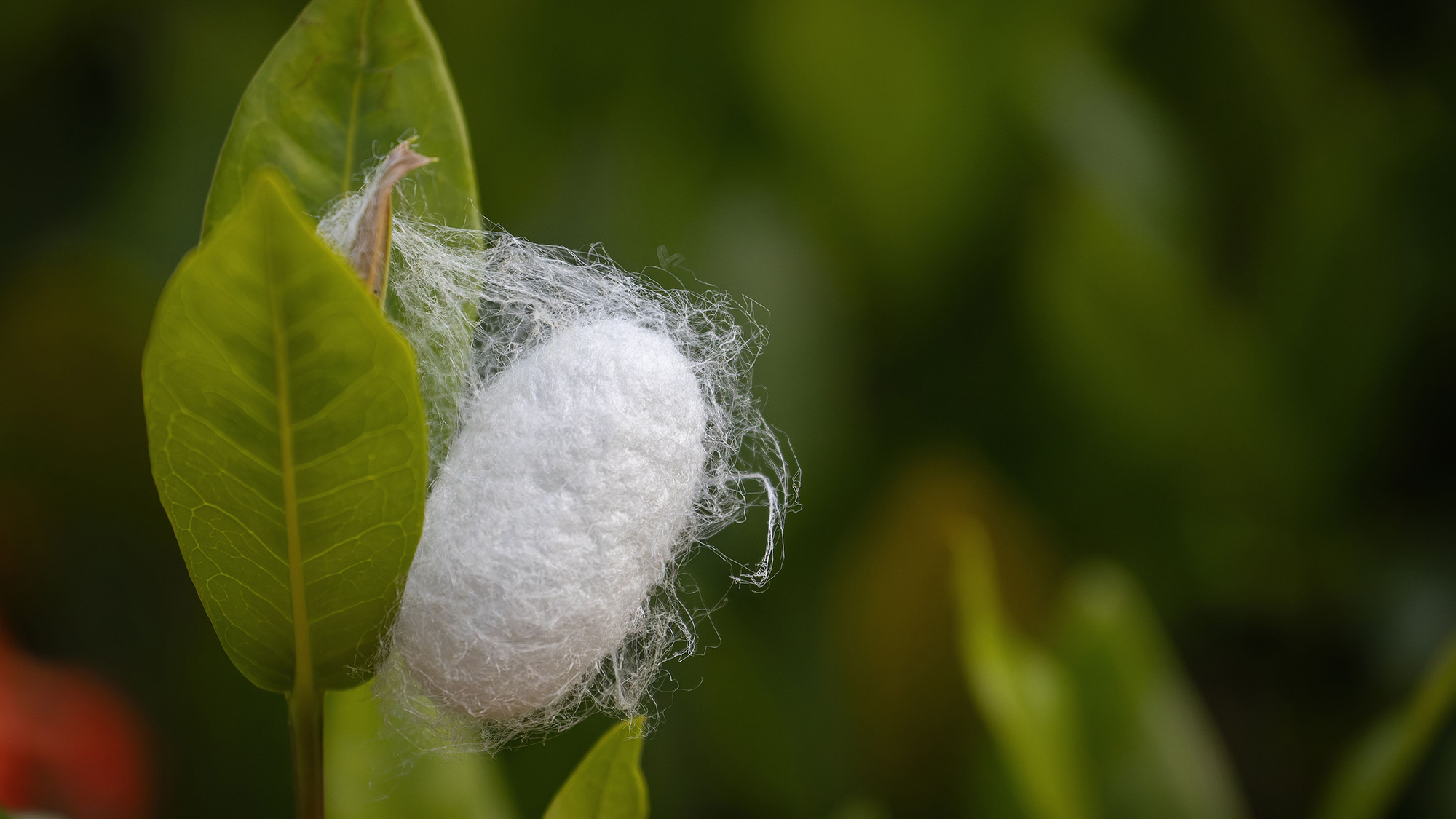 White silk cocoon