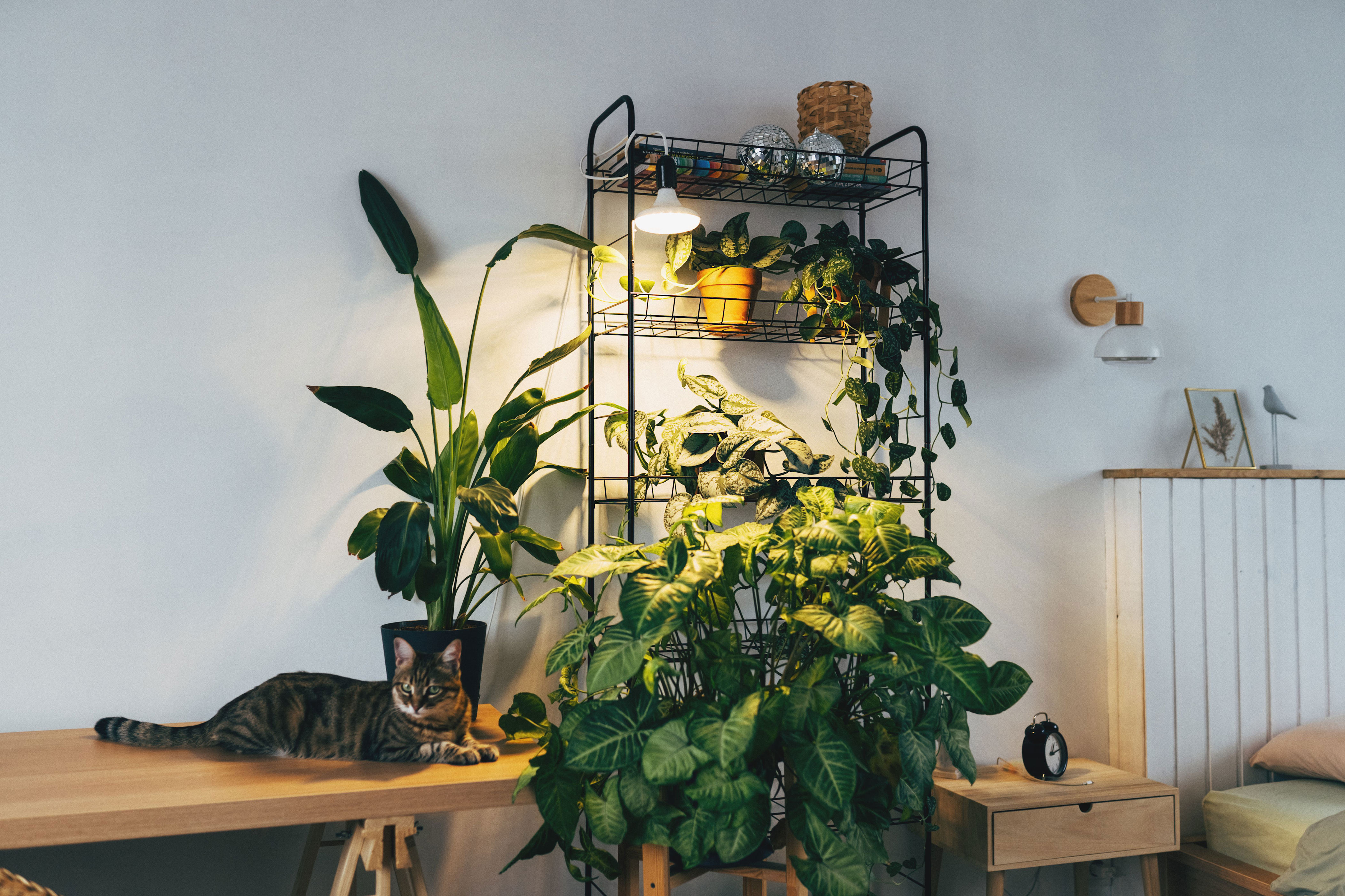 Image showcasing The Best Indoor Grow Lights to Keep Houseplants Healthy