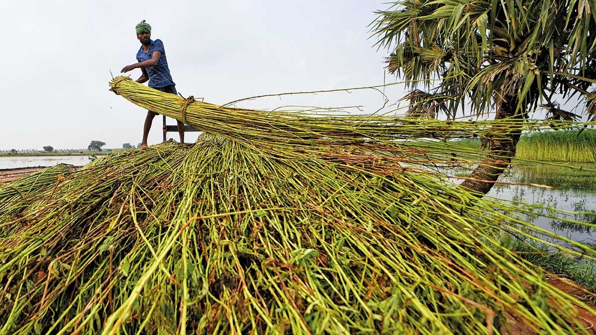 West Bengal | Jute turns gold again