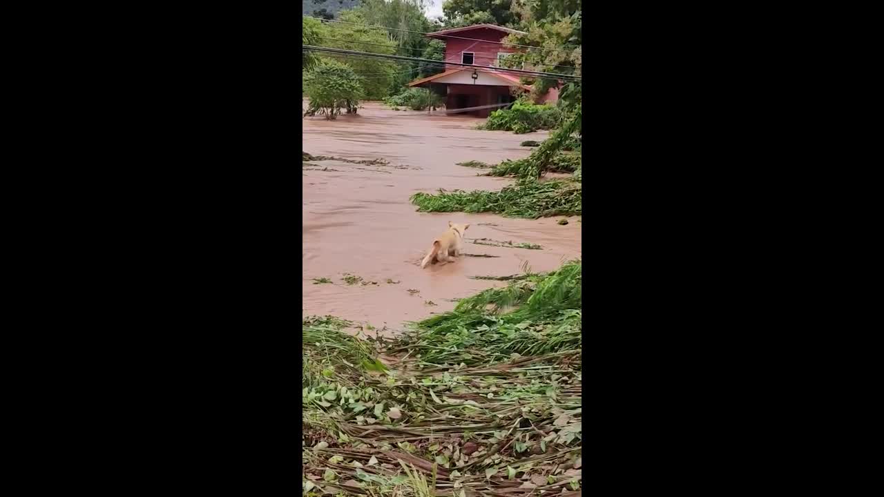 Loyal dog risks life to swim through flood in search of owner