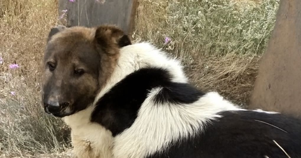 Il cane veglia la tomba del padrone da 12 giorni: non mangia e non si muove