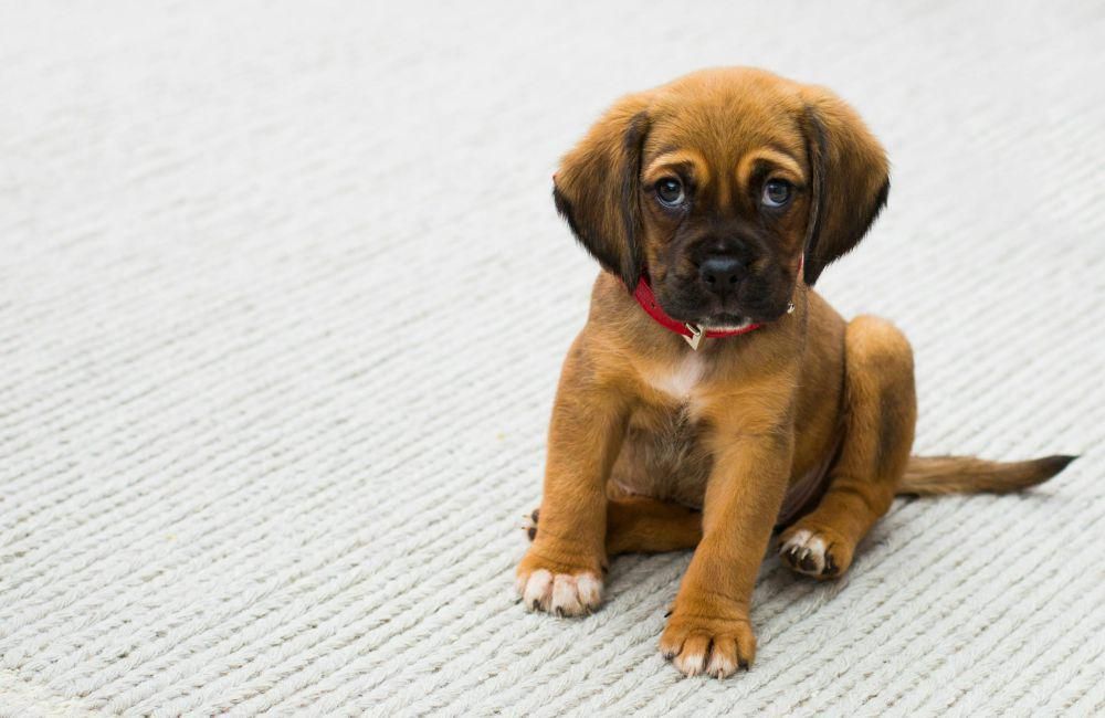 4 tips mengajarkan kedisiplinan pada anjing muda