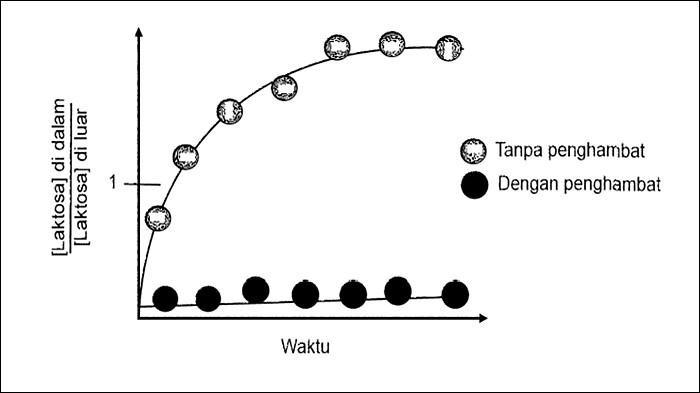 AA1NPnIN Kunci Jawaban Biologi Kelas 11: Proses Filtrasi Halaman 53-55