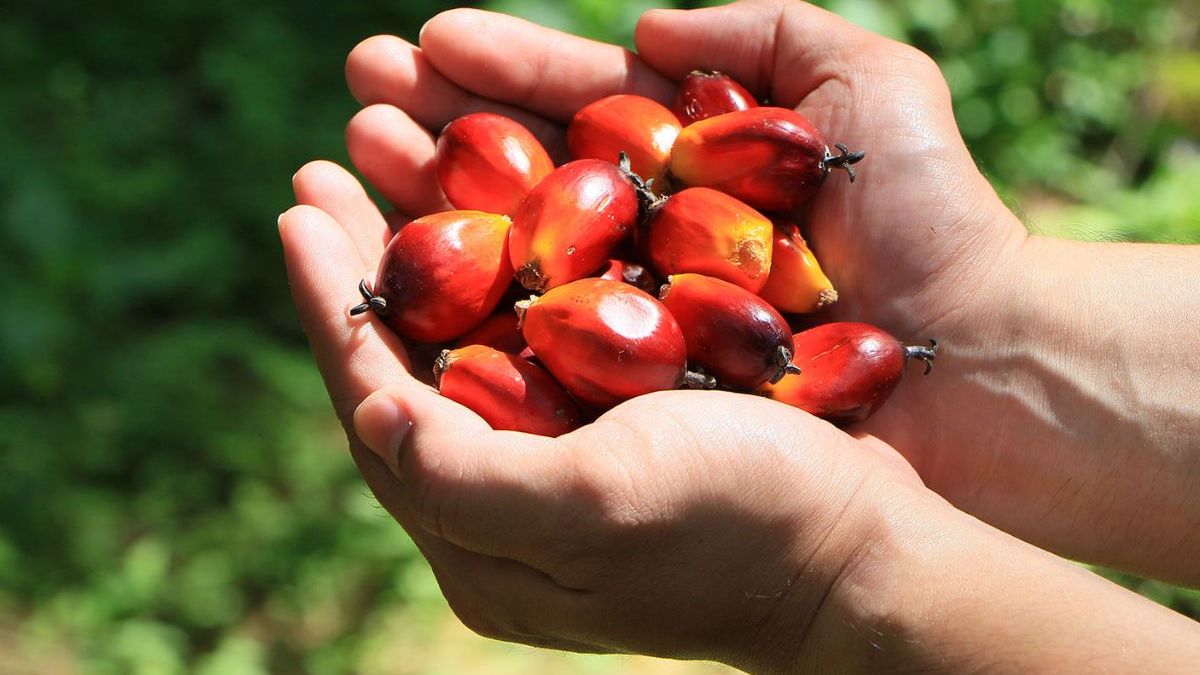 Hati-Hati! AALI Melebihi Masa Berlaku Dividen, Ini Jadwal Pembayaran Rp123 per Saham