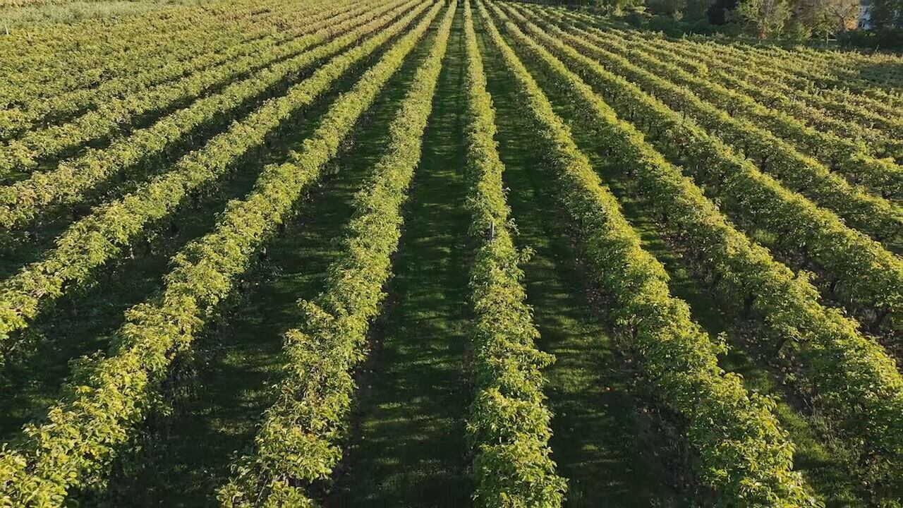 Drought and warm temps not stopping apple orchards