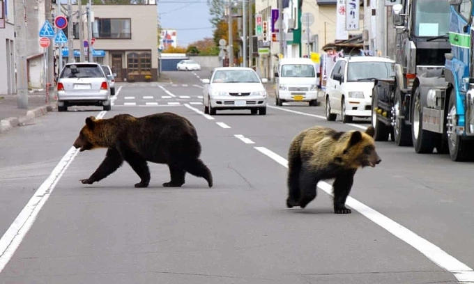One dead, one missing in Japan after bear attack