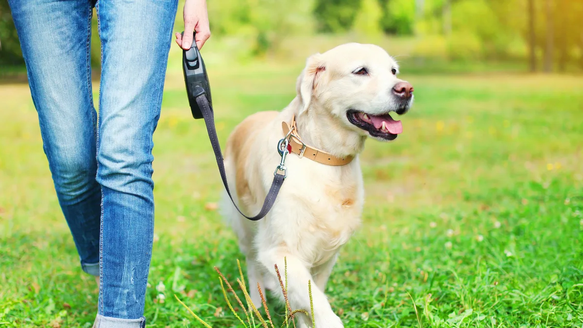 La “pesadilla” de primavera para los perros: qué son y por qué pueden ...