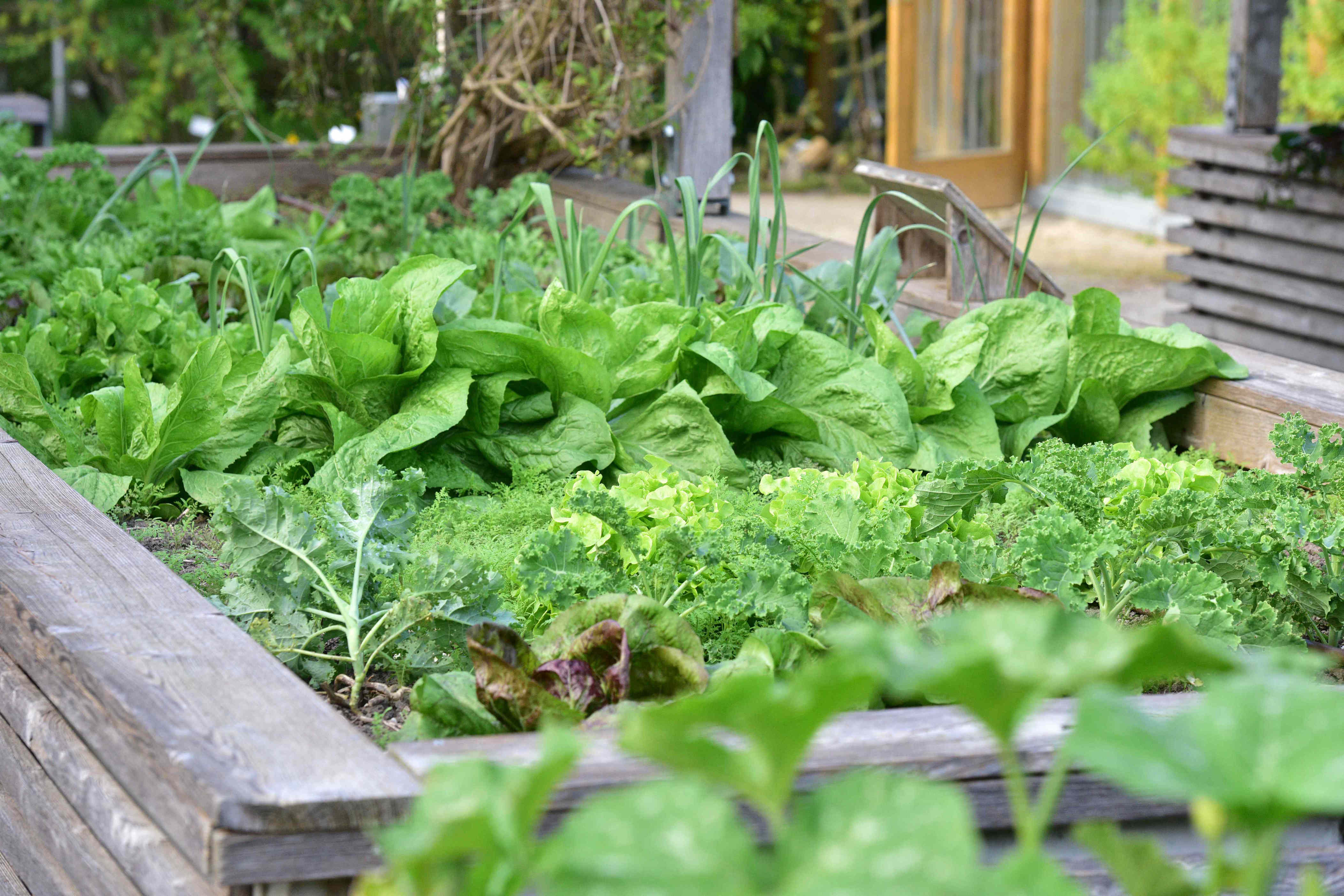 25 easiest vegetables to grow in a garden, even if you're a beginner