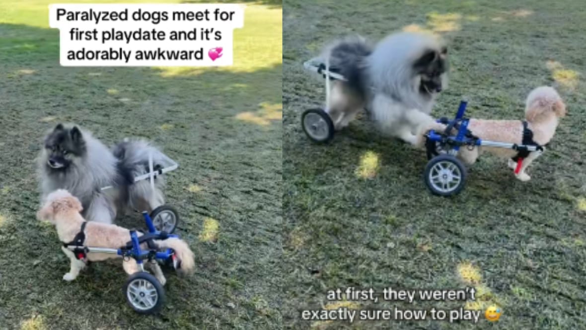 Must-Watch: Two Paralyzed Dogs Have Their First Play Date & It’s the ...