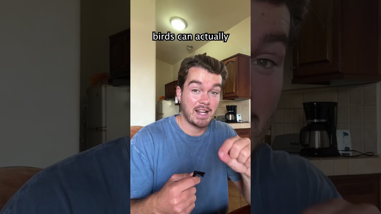 What Happens When Earth S Magnetic Field Flips