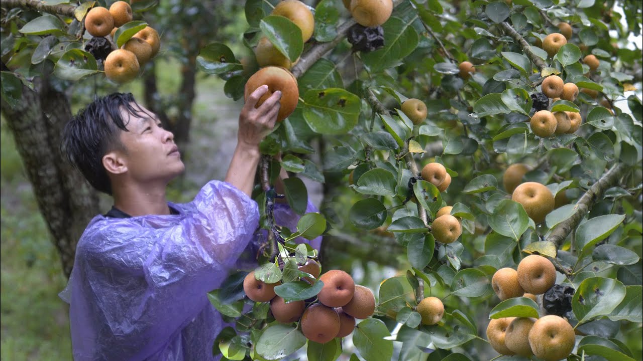 Two years in the forest – pear harvest & new garden visit