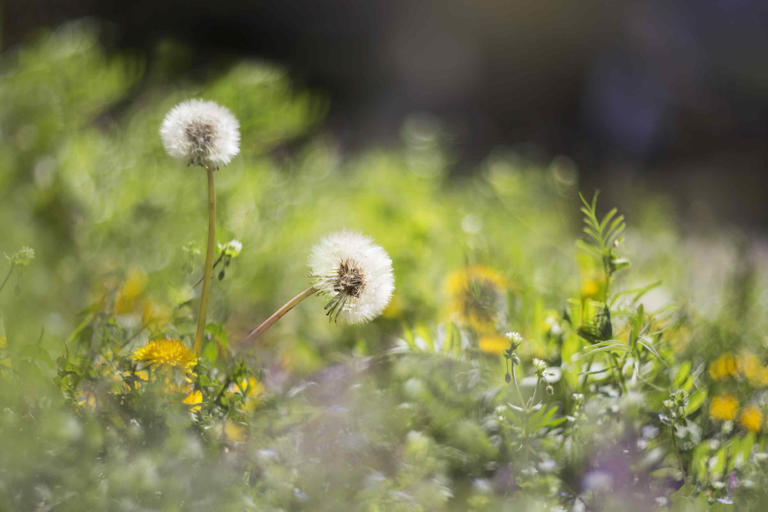 5 common weeds that invade lawns in fall, plus how to get rid of them ...