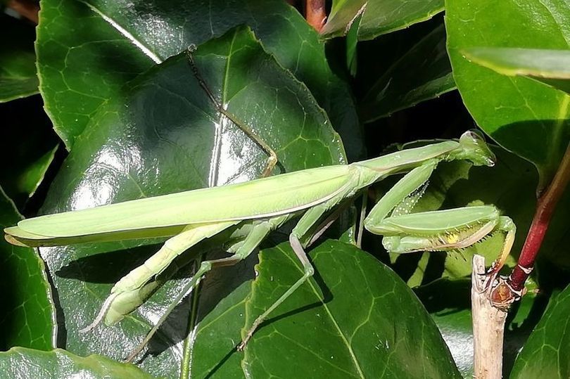 First record of praying mantis species living in Cornwall as two ...