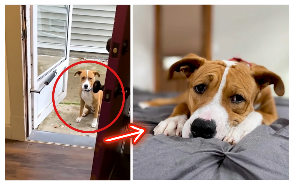 This dog refused to go inside a house until another dog showed him how