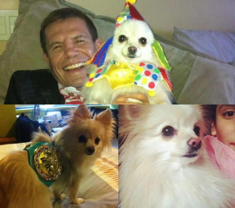 El perro del Campeón | @Jcchavez115