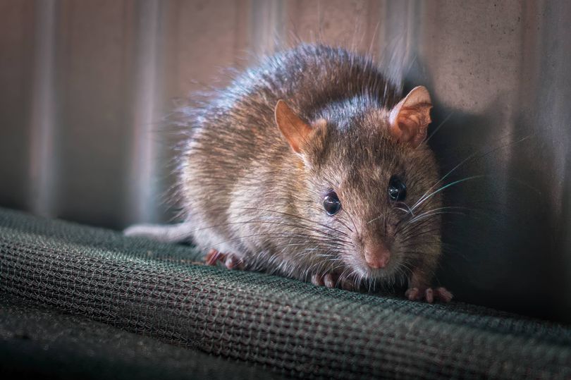 Keep rats and mice away from your home with natural item they 'fear'