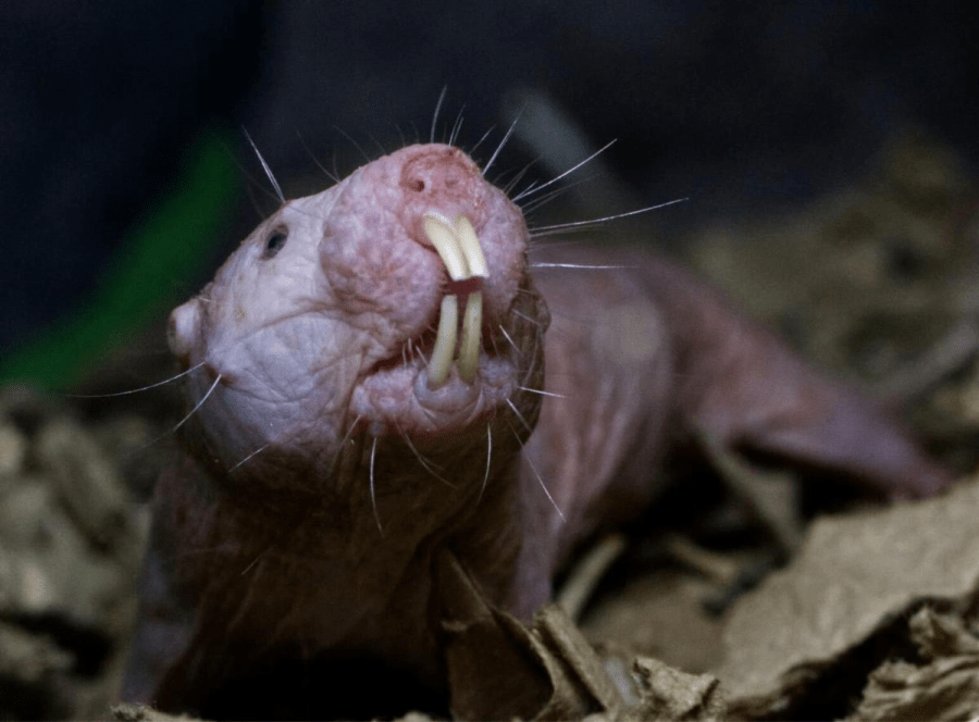 Meet the naked mole-rats: Sacramento Zoo’s newest residents