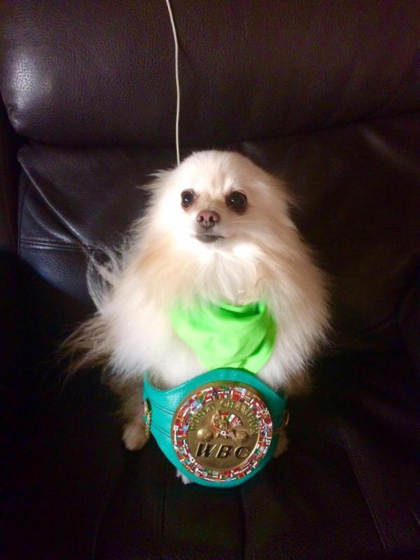 El perro del Campeón | @Jcchavez115