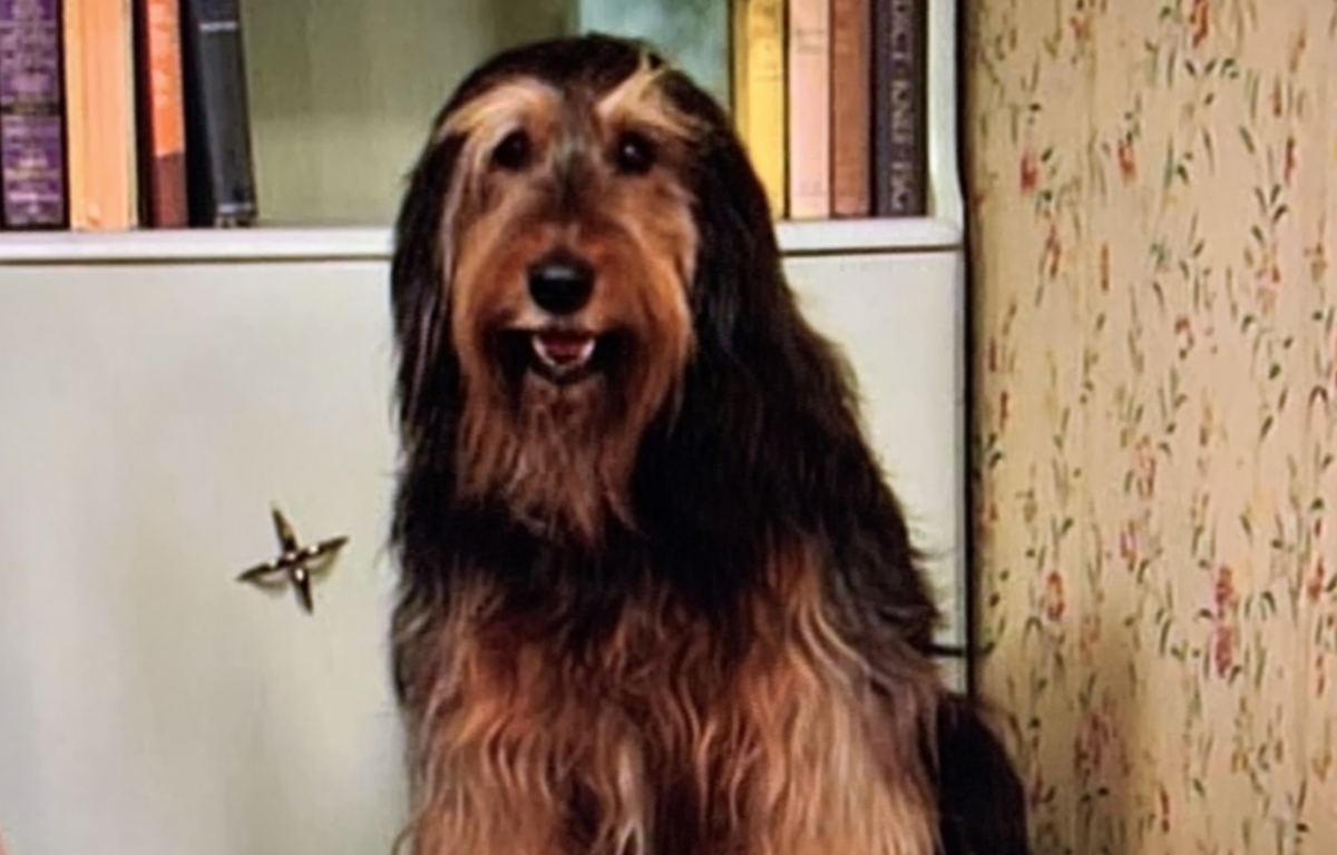 25 On-Screen Animals That Became Pop Culture Icons