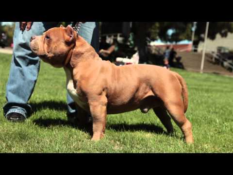 AMERICAN BULLY BATTLE - VEGAS vs PRETTY BOY