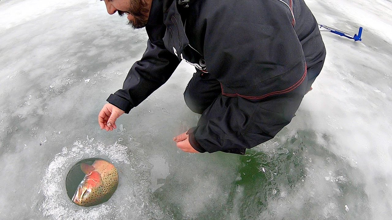 Giant fish barely fits through the ice fishing hole