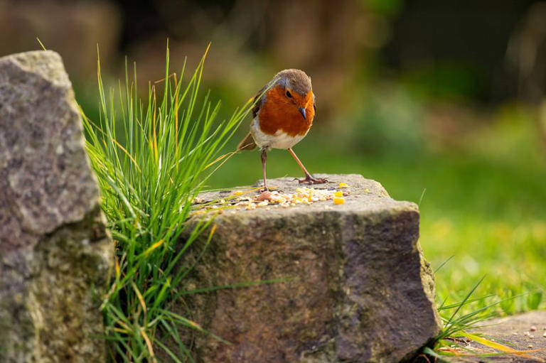 Gardeners urged to leave two fruits on bird tables for robins this October