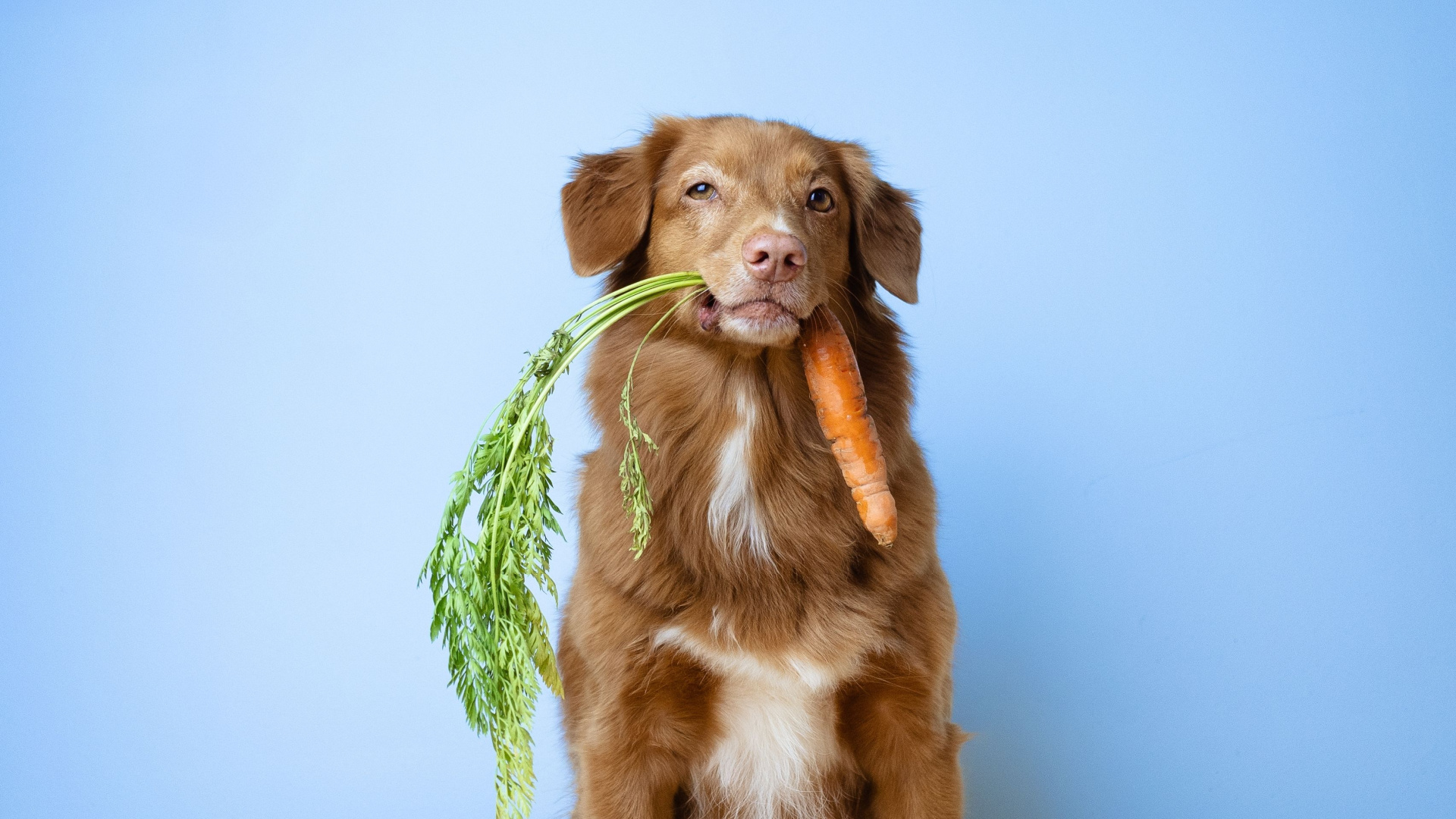 The 10 Best And Worst Human Foods To Feed Your Dog - Replacing Human Apple Fritter With Dog Food