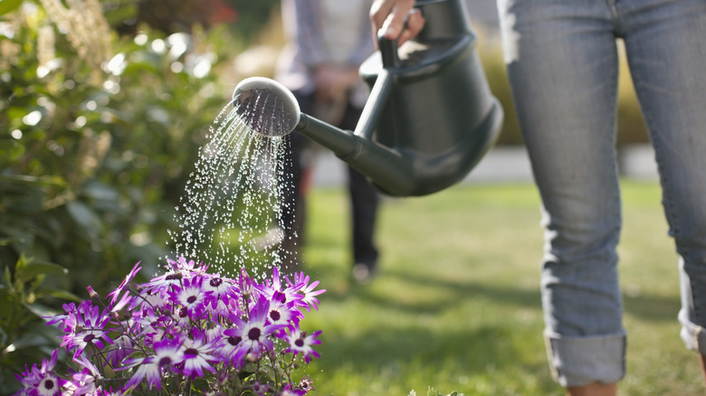 How To Attract Good Insects Into Your Yard And Garden, According To An ...