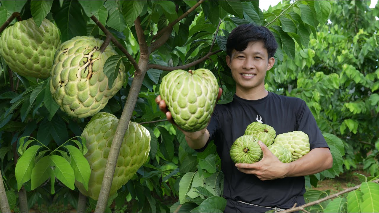Forest life: Harvesting custard apples, fishing & cooking