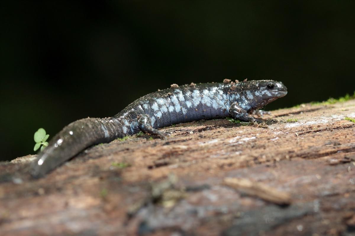 AA1NVWwO 5 Fakta Menarik Salamander Mulut Kecil Amerika