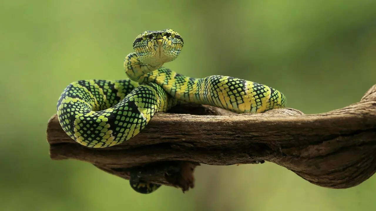 Curated visual reference: Gallery Detail: What Time Of The Day Or Night Are Snakes Most