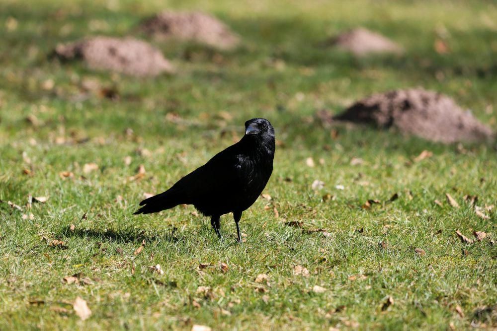 AA1NW4GN 4 Hewan Canggih yang Bisa Gunakan Alat seperti Manusia