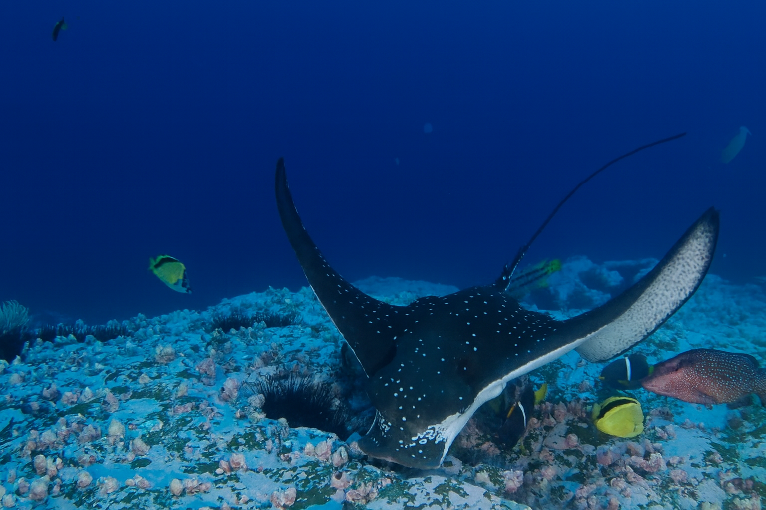 Rare Shark Footage That Blew Up The