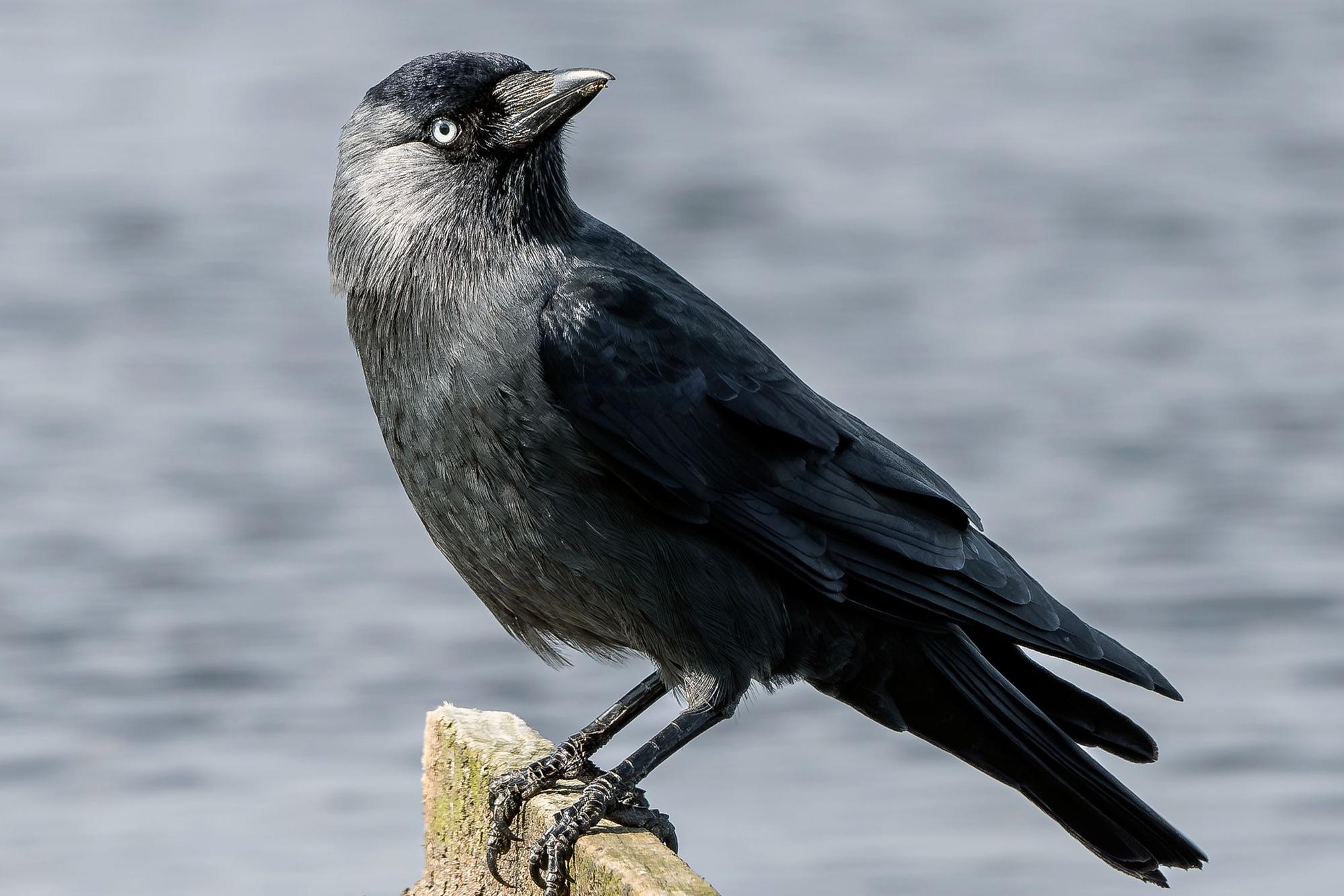 Graham Workman's Nature Notes column: Jackdaws