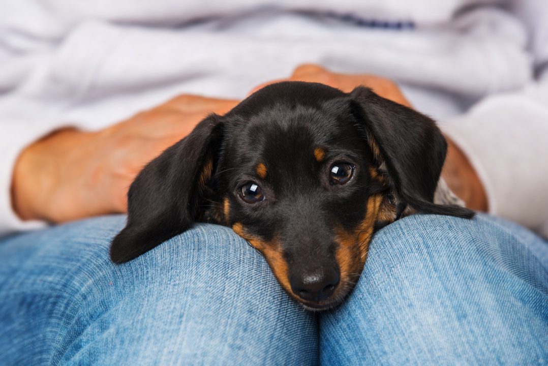 Image showcasing 11 Most Low-Maintenance Dog Breeds, Veterinarians Say