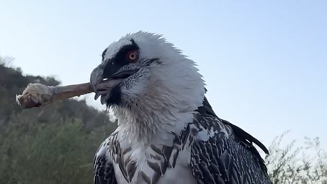 Bearded Vulture Swallows Huge Bone Whole