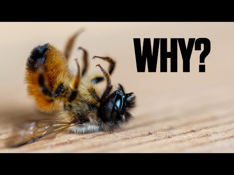 Killing 147,000 honey bees sparks farm controversy