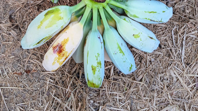 Where Are Blue Java Bananas Actually Grown?