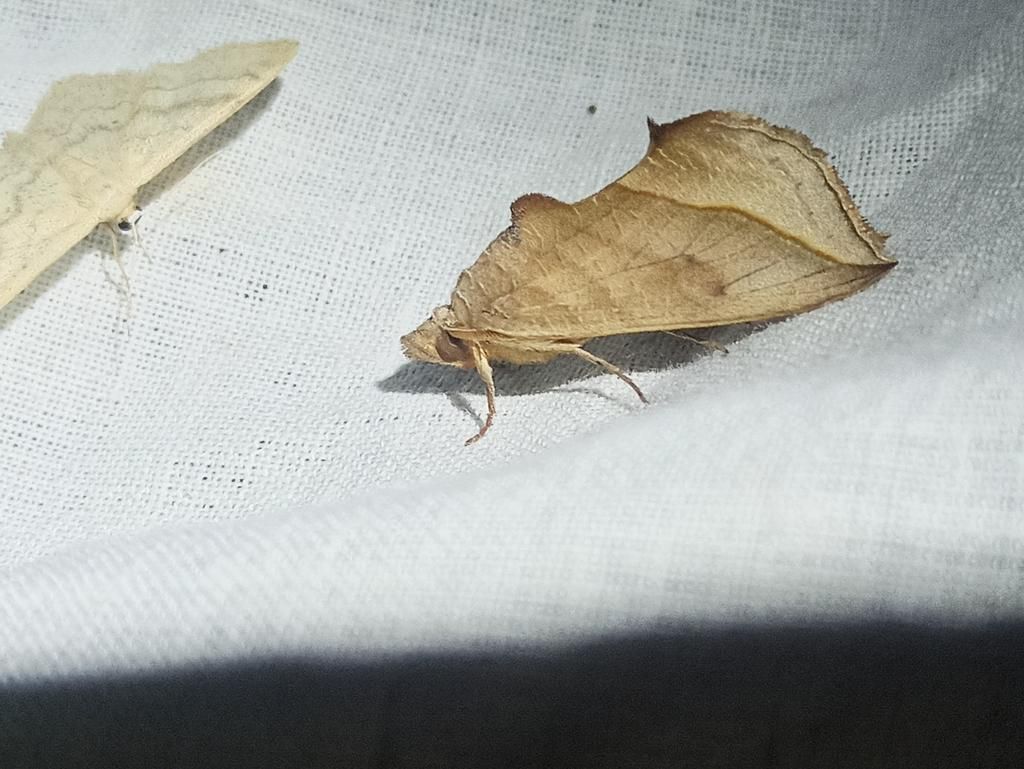 AA1NX0ZY 5 Fakta Menarik Ngengat Vampir, Serangga Pemakan Darah