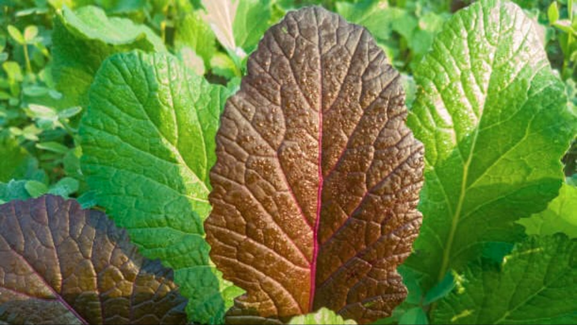 A Maioria Das Pessoas Não Come Esse Vegetal Verde