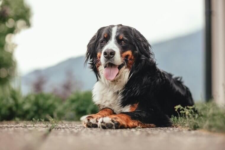 Popular Dog Breeds That Are Surprisingly Expensive to Own
