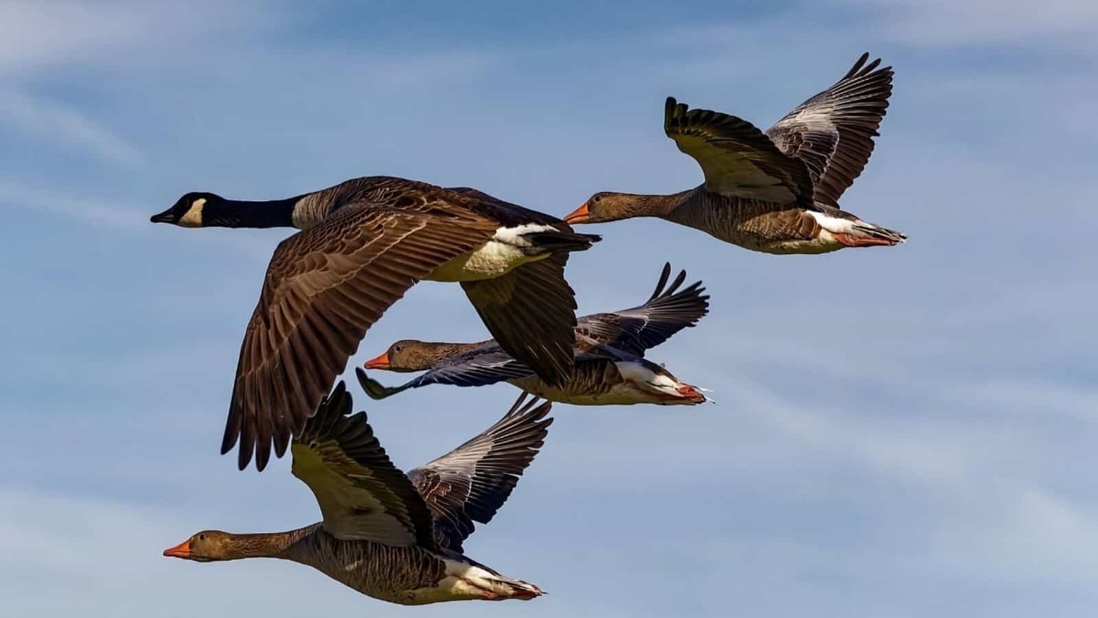 What we can learn from the incredible journeys of migratory birds