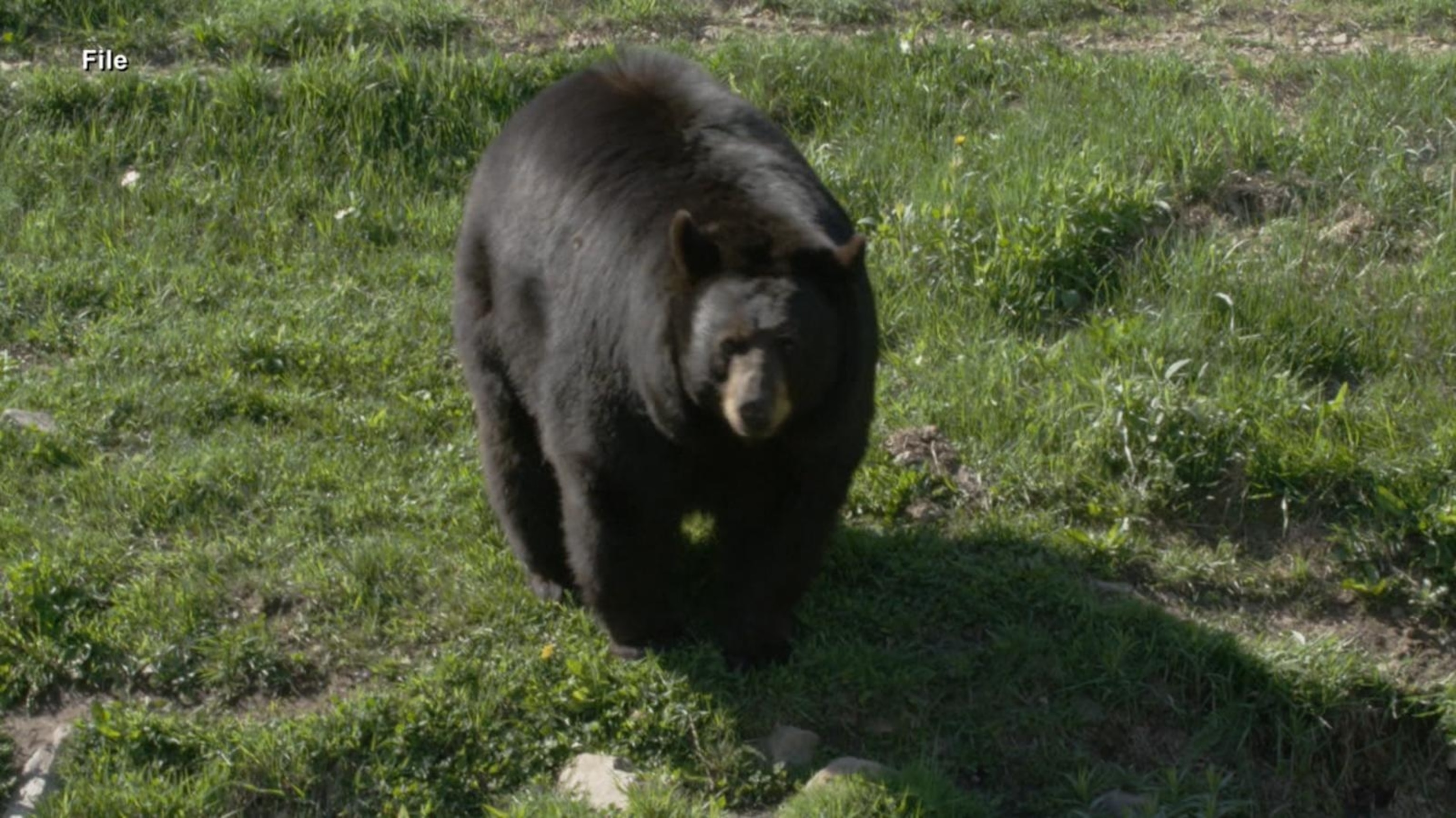 Man dies in suspected bear attack at Arkansas campsite Officials(00)