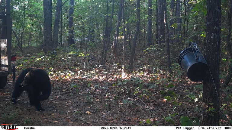 Arkansas: Why are human-bear encounters on the rise?