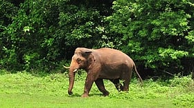 Rubber plantation workers alarmed after elephant sighting at Manalodai