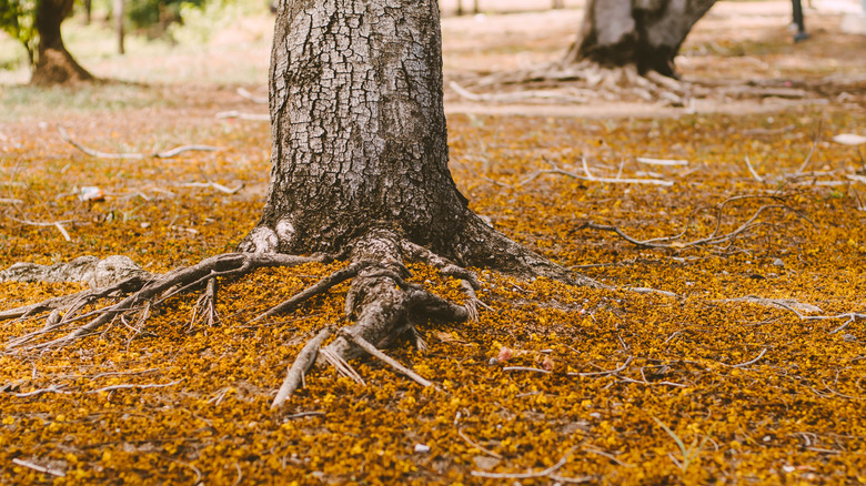 the-14-messiest-trees-you-never-want-to-plant-in-your-yard