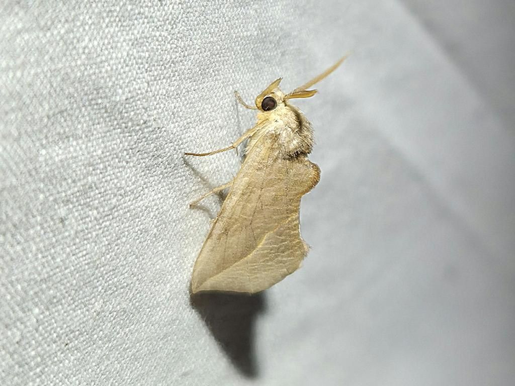 AA1NXcHT 5 Fakta Menarik Ngengat Vampir, Serangga Pemakan Darah