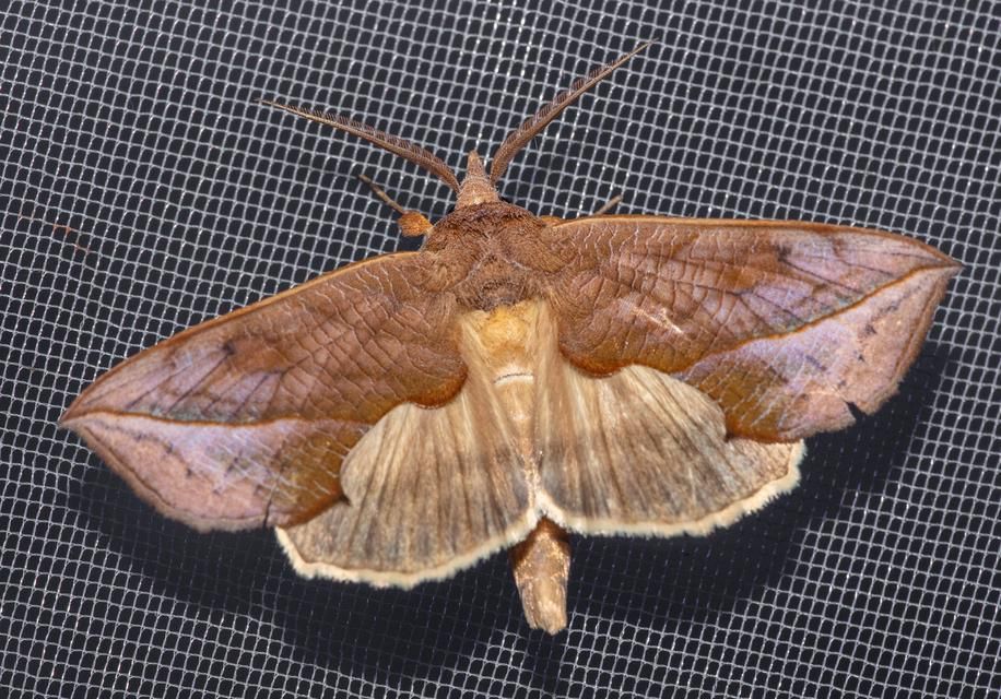 AA1NXhDa 5 Fakta Menarik Ngengat Vampir, Serangga Pemakan Darah