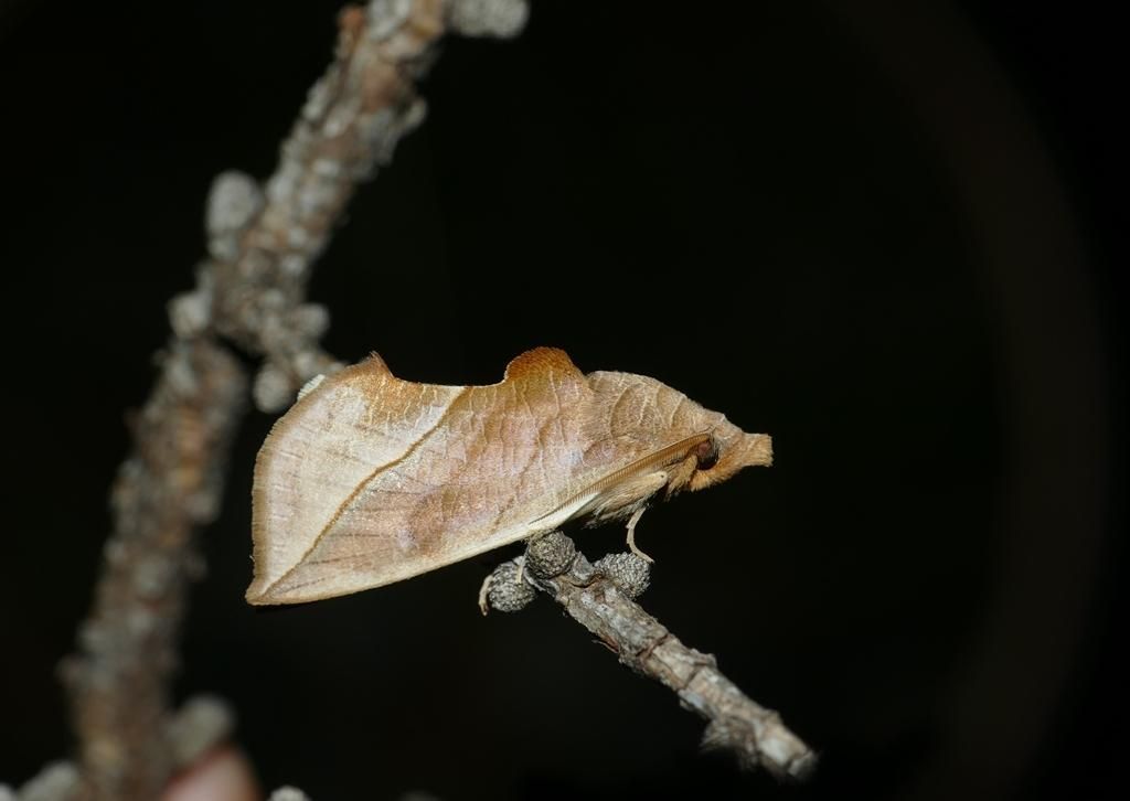 AA1NXjUJ 5 Fakta Menarik Ngengat Vampir, Serangga Pemakan Darah