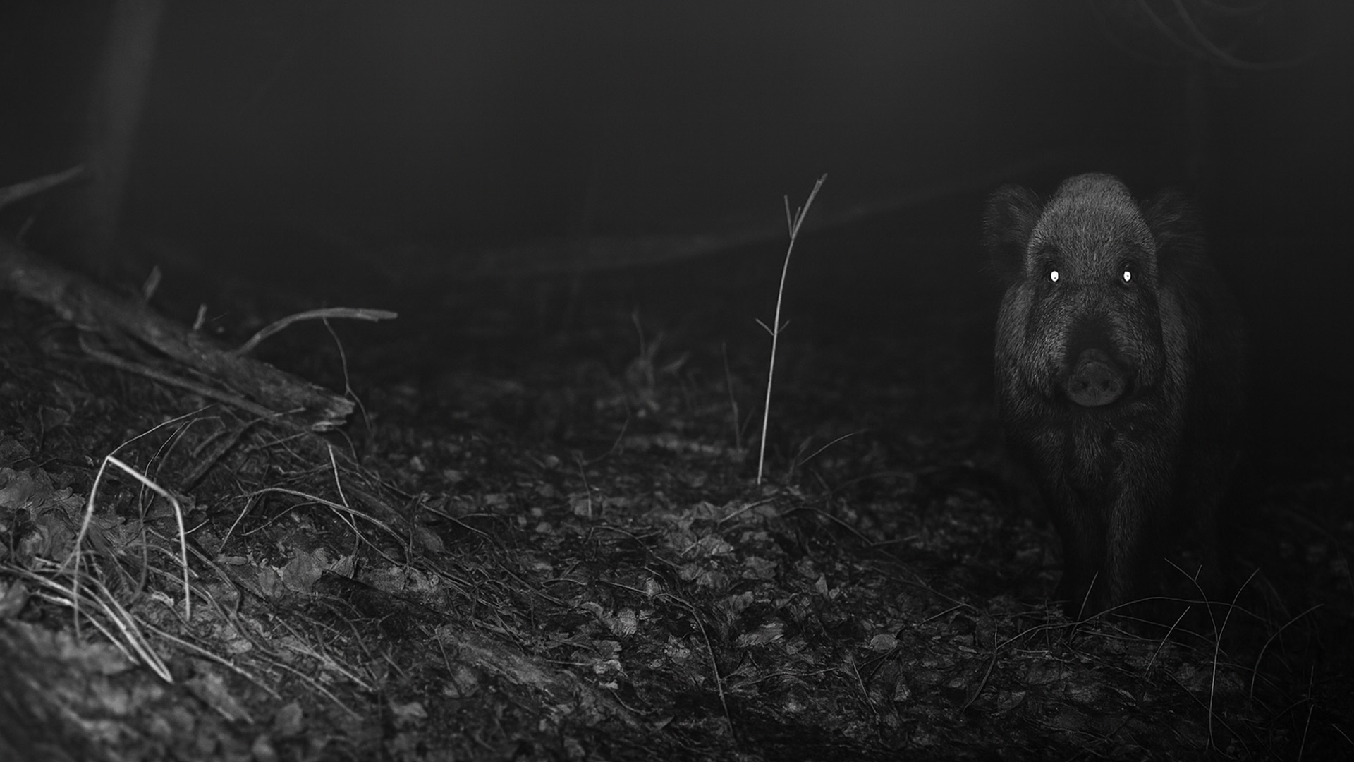 Nature Through the Lens by the Riverbank